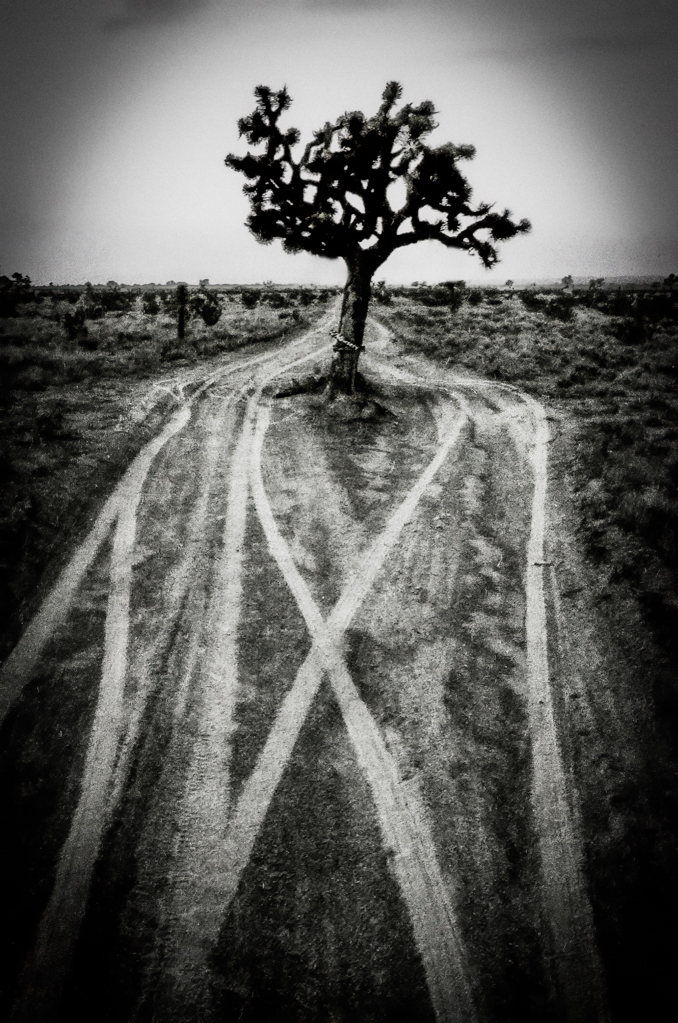 Lone Joshua tree at the convergence of two desert tracks, B&W high contrast.