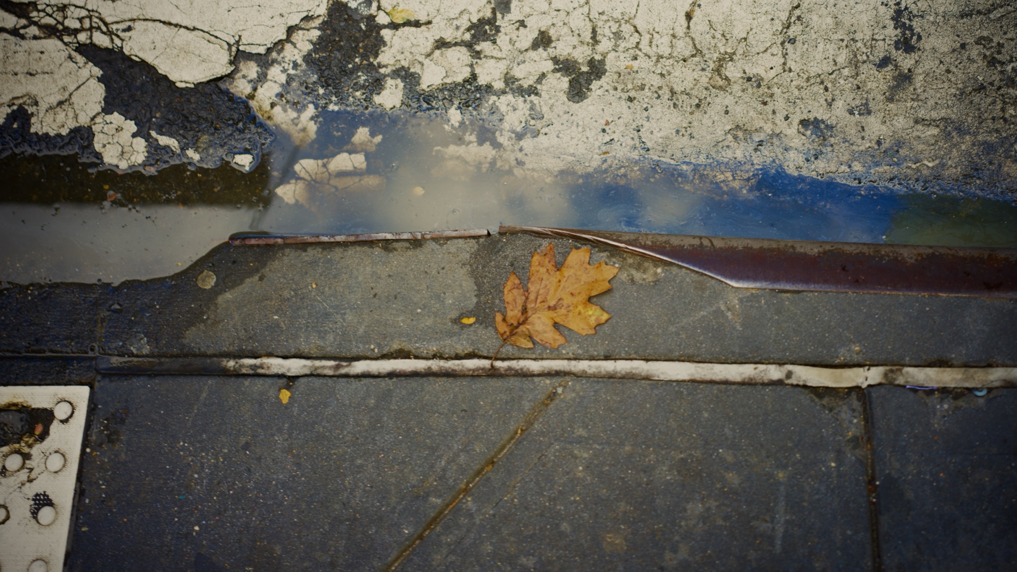 A single oak leaf in a puddle on cracked asphalt with peeling blue paint.