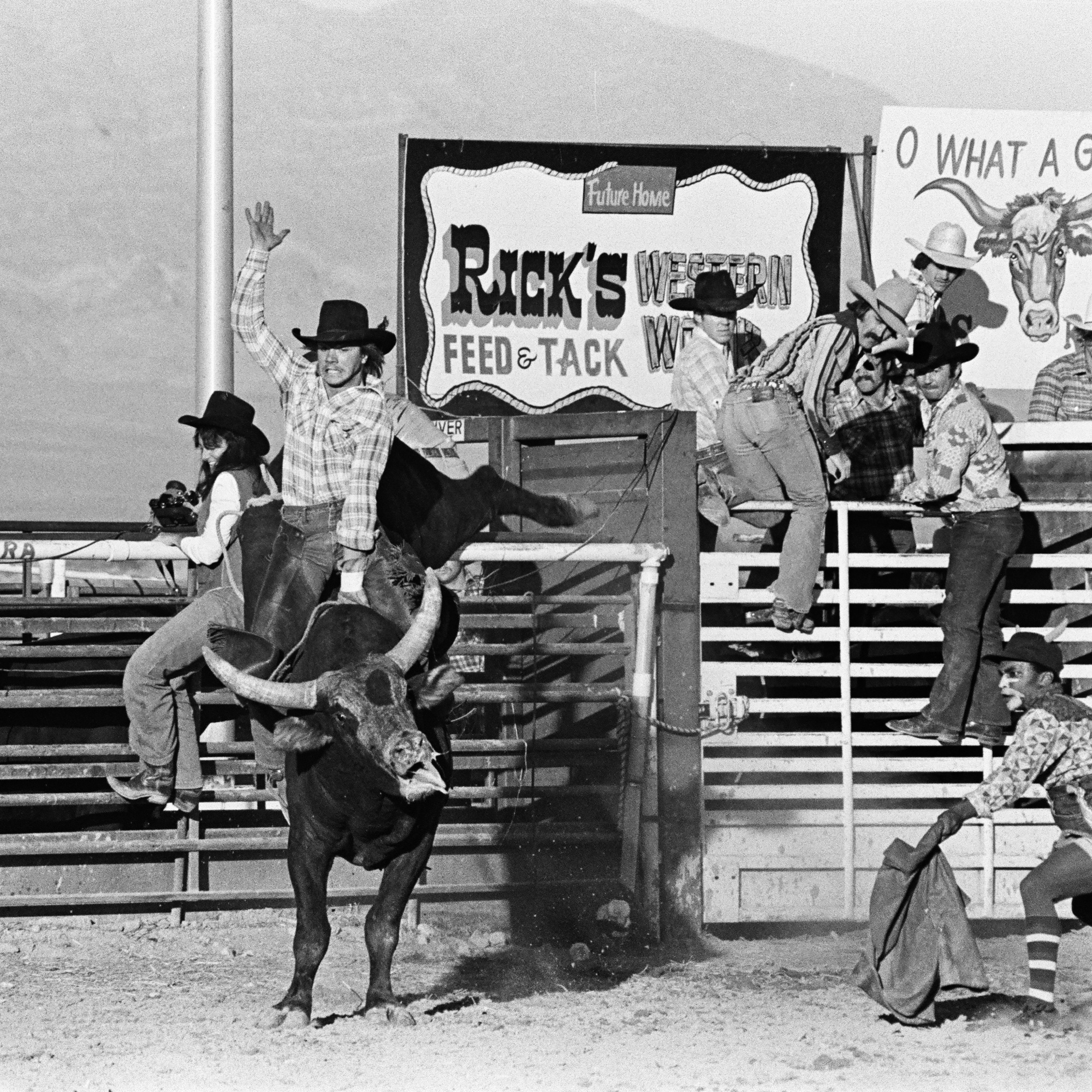 Cowboys spring from chute as bull bursts into rodeo arena beneath Rick's Feed & Tack sign.